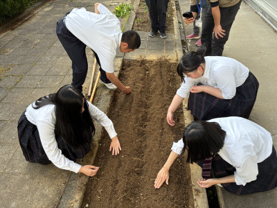 ③種植え２