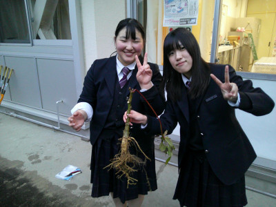 5 トロロアオイ抜きました①